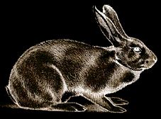 lapin de garenne